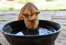 چرا خوکچه هندی شما آب زیاد می خورد؟ | دام و پت