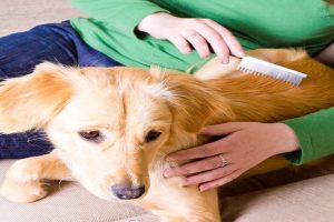 داروهای خانگی برای بیماری زال سگ | دام و پت