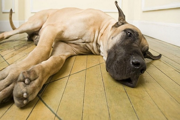 نفخ در سگ ها از علل تا درمان | دام و پت