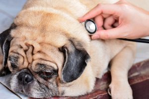 نفخ در سگ ها از علل تا درمان | دام و پت