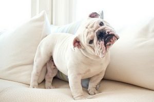استفاده ملاتونین برای سگ های مضطرب | دام و پت