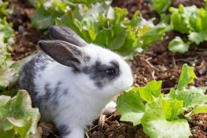 کاهو های بی خطر برای خرگوش | دام و پت