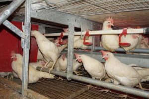 اشتباهات رایج در پرورش مرغ گوشتی | دام و پت