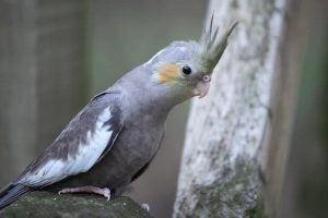 علل سر و صدای شبانه همستر خانگی