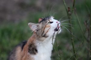 اضطراب در گربه ها از علائم تا علل آن | دام و پت