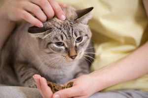 درمان اضطراب گربه | دام و پت