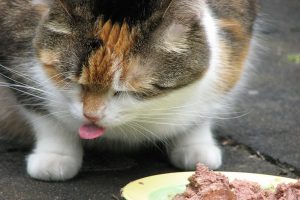 چرا گربه من غذا نمی خورد؟ | دام و پت