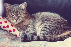 درمان اضطراب گربه | دام و پت