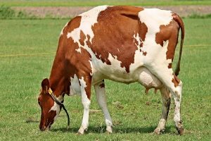 گاو ها چقدر شیر می دهند؟ | دام و پت
