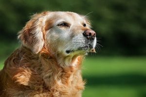 هر آنچه که در مورد بینایی سگ ها باید بدانید. | دام و پت