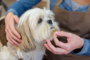 ویتامین E برای سگ: مزایا و موارد استفاده | دام و پت