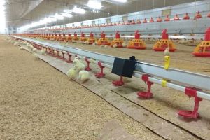  اصطلاحات رایج در پرورش مرغ | دام و پت