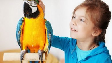 بدترین پرندگان خانگی برای کودکان | دام و پت