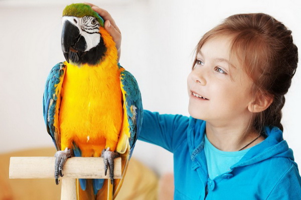 بدترین پرندگان خانگی برای کودکان | دام و پت