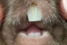 دندان های بلند در خوکچه هندی | دام و پت