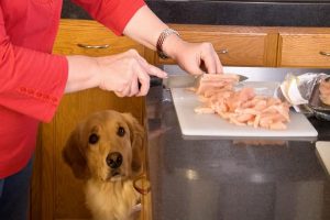 10 غذای انسانی مفید برای سگ | دام و پت