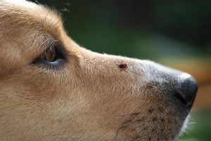 آناپلاسموز در سگ ها | پزشکت
