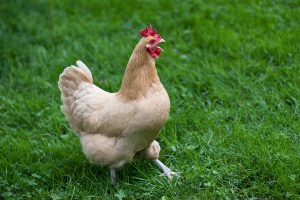 چرا مرغ من سر و صدا عجیبی می کند؟ | دام و پت