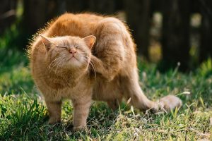 کرم های نواری در گربه ها | دام و پت