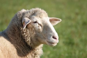 شایع ترین علل ریزش پشم در گوسفندان | دام و پت