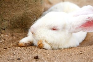 چرا خرگوش بوی بدی می دهد؟ | دام و پت