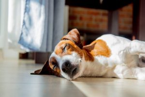 استفاده ملاتونین برای سگ های مضطرب | دام و پت