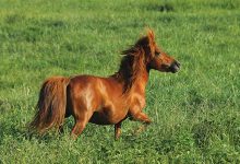 مهمترین و بهترین نژاد اسب ها را بشناسید. | دام و پت
