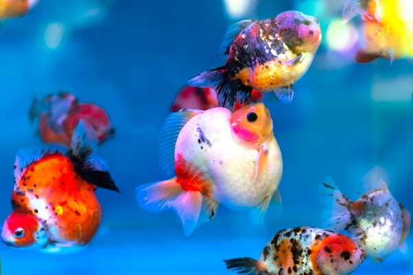 چرا ماهی ها یکدیگر را تعقیب می کنند؟ | دام و پت