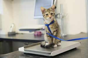 18 علت کاهش وزن در گربه ها | دام و پت