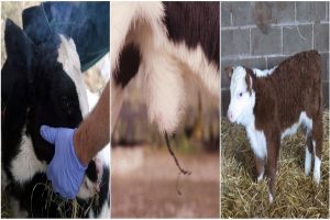 پیشگیری از عفونت های ناف در گوساله ها | دام و پت