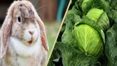 کاهو های بی خطر برای خرگوش | دام و پت