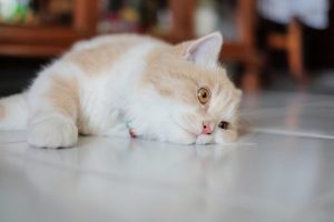 شایع ترین علائم افسردگی گربه ها | پزشکت