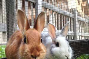 چگونه از بوی بد قفس خرگوش پیشگیری کنیم؟ | دام و پت