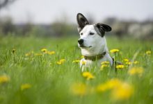 7 خطر در بهار برای سگ ها | دام و پت