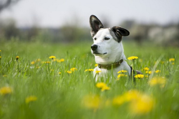 7 خطر در بهار برای سگ ها | دام و پت