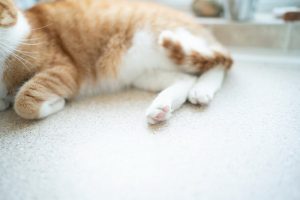 التهاب مثانه در گربه ها | دام و پت