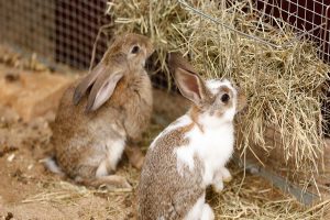 چگونه از بوی بد قفس خرگوش پیشگیری کنیم؟ | دام و پت
