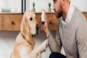 ویتامین E برای سگ: مزایا و موارد استفاده | دام و پت