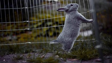جویدنی های خطرناک در خرگوش || دام و پت