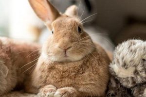 آیا خرگوش ها از صداهای بلند می ترسند؟ | دام و پت