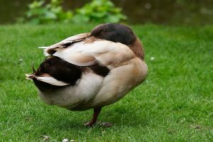 بهترین نژاد اردک برای نگهداری در خانه | دام و پت
