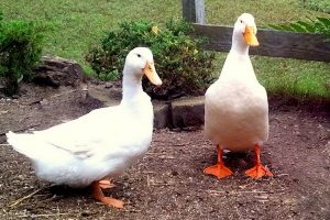 بهترین نژاد اردک برای نگهداری در خانه | دام و پت