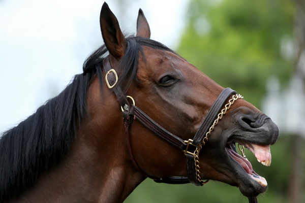 آیا اسب می تواند چغندر بخورد؟ | دام و پت