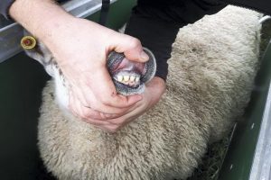 چرا گوسفندها دندان قروچه می کنند؟ | دام و پت