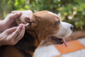 تمیز کردن گوش های سگ خانگی | دام و پت