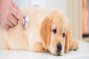 مشکلات گوارشی در سگ ها | دام و پت