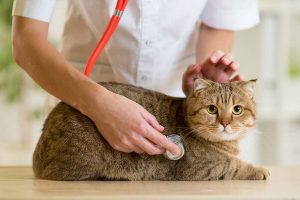 کی گربه را نزد دامپزشک ببریم؟ | دام و پت