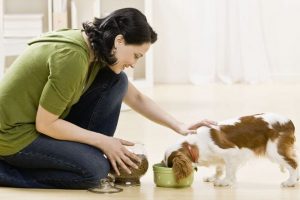 آنزیم های گوارشی برای سگ ها | دام و پت