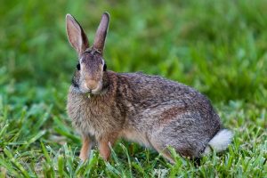 شایع ترین علائم شکستگی کمر در خرگوش| دام و پت