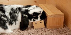 جویدنی های خطرناک در خرگوش || دام و پت